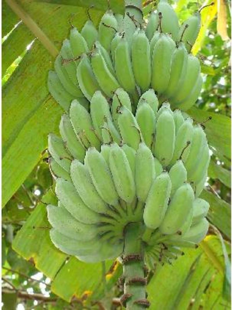 海南香蕉一代苗