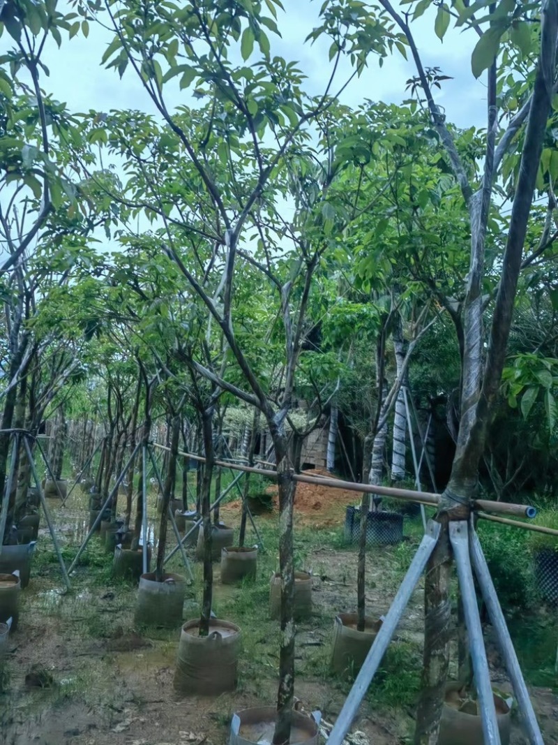 紫花风铃木大骨架5～10公分