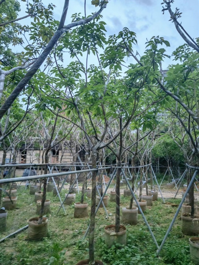 紫花风铃木大骨架5～10公分