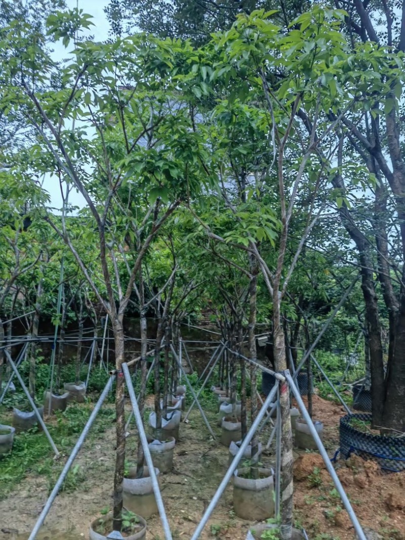 紫花风铃木大骨架5～10公分