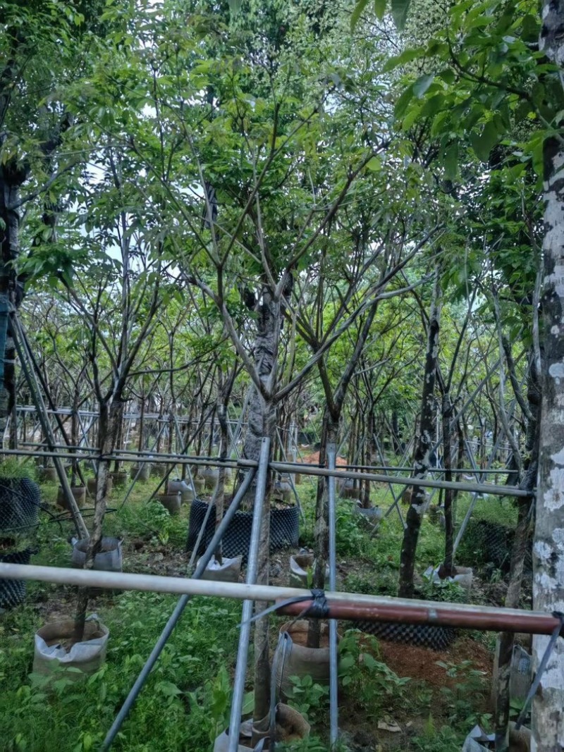 紫花风铃木大骨架5～10公分