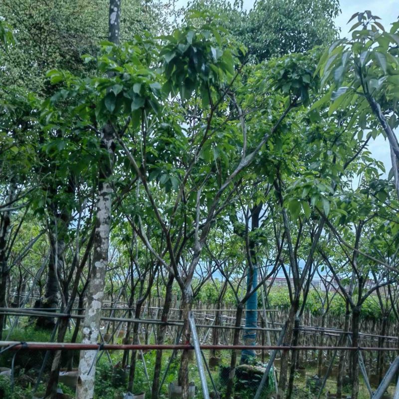 紫花风铃木大骨架5～10公分