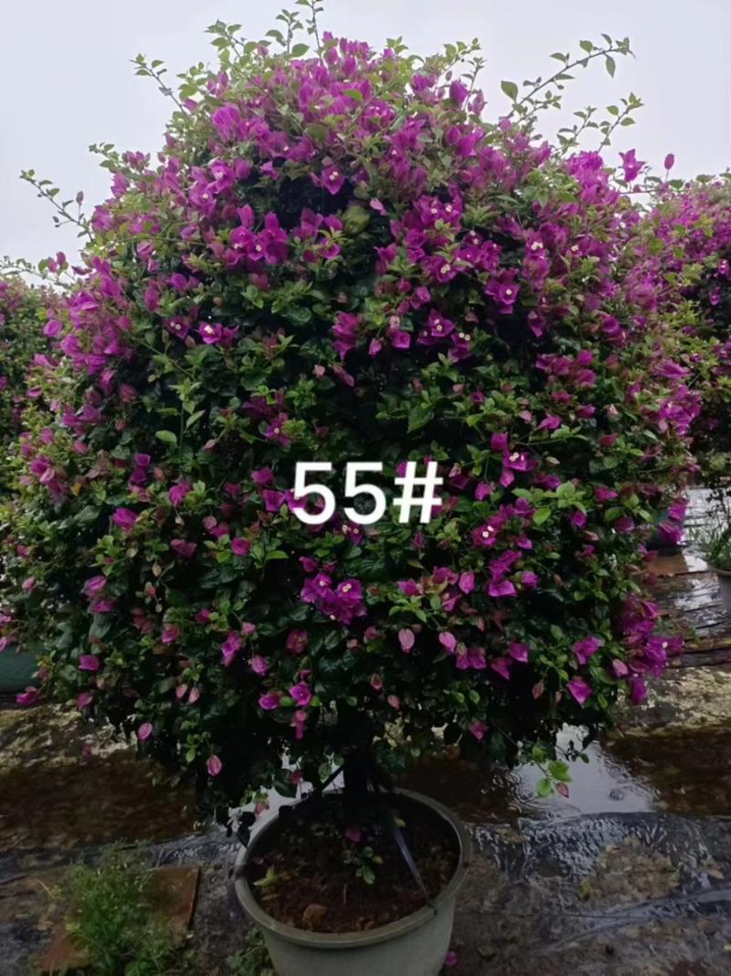 紫花三角梅1米至1.5米高