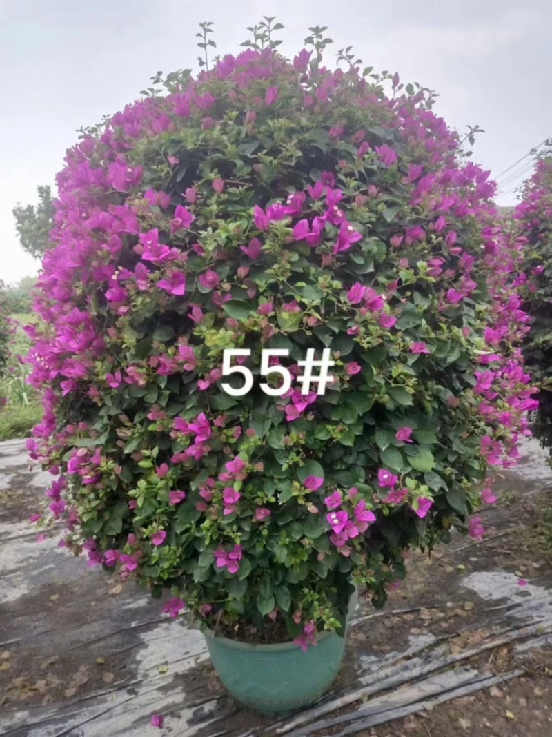 紫花三角梅1米至1.5米高