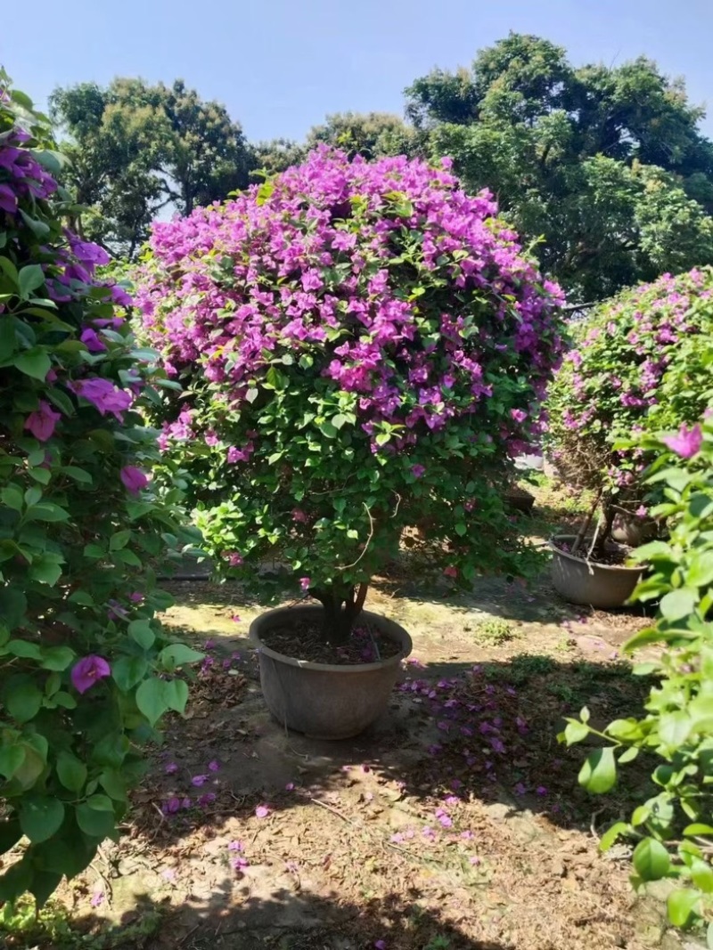 紫花三角梅1米至1.5米高