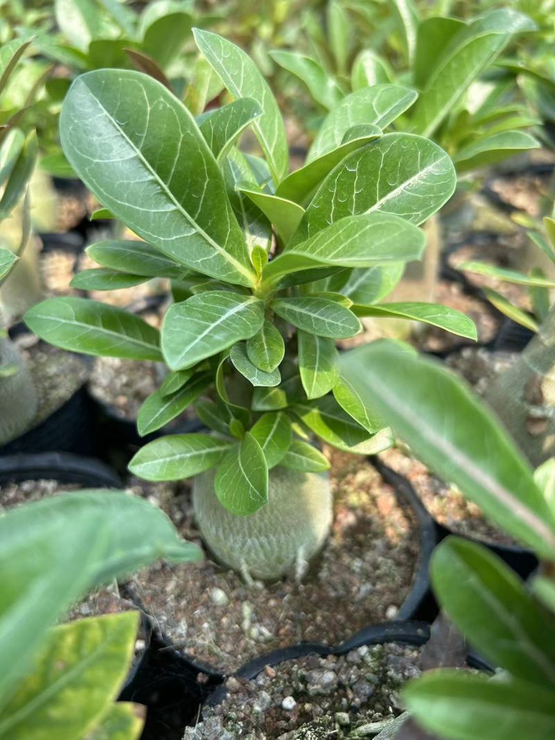 沙漠玫瑰，花卉盆栽，福建漳州基地直销多个规格可电商供货