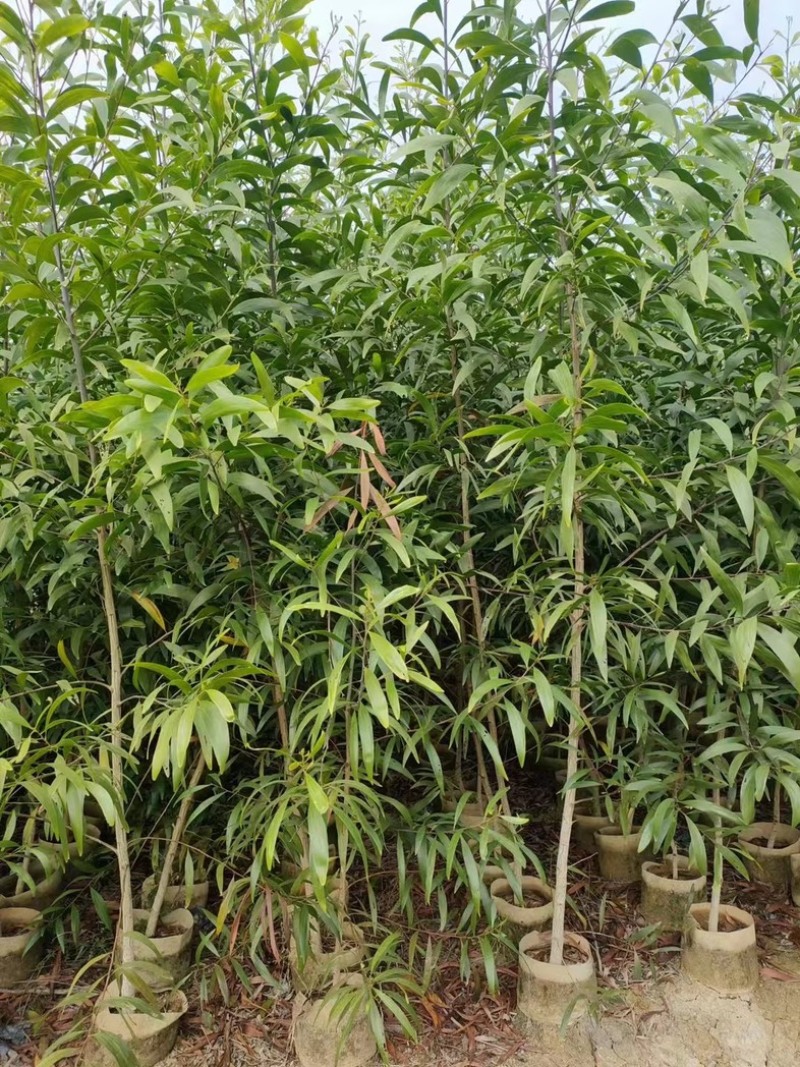 大叶相思苗
