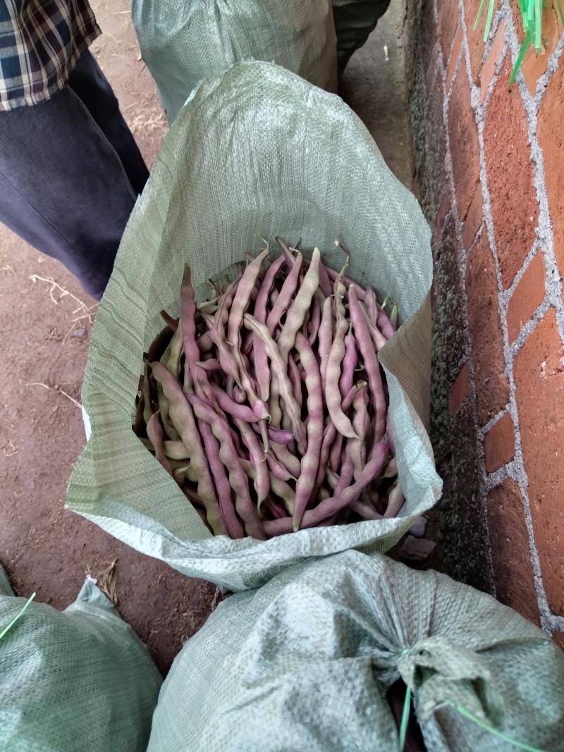 我处红芸豆角（锅里变）产地直发，需要的批发商朋友与我联系