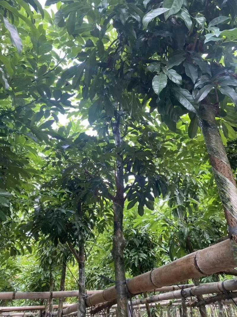 海南红豆5～8公分