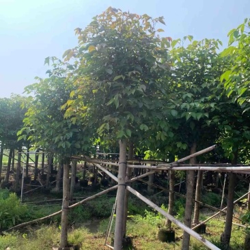 秋枫树10～12公分