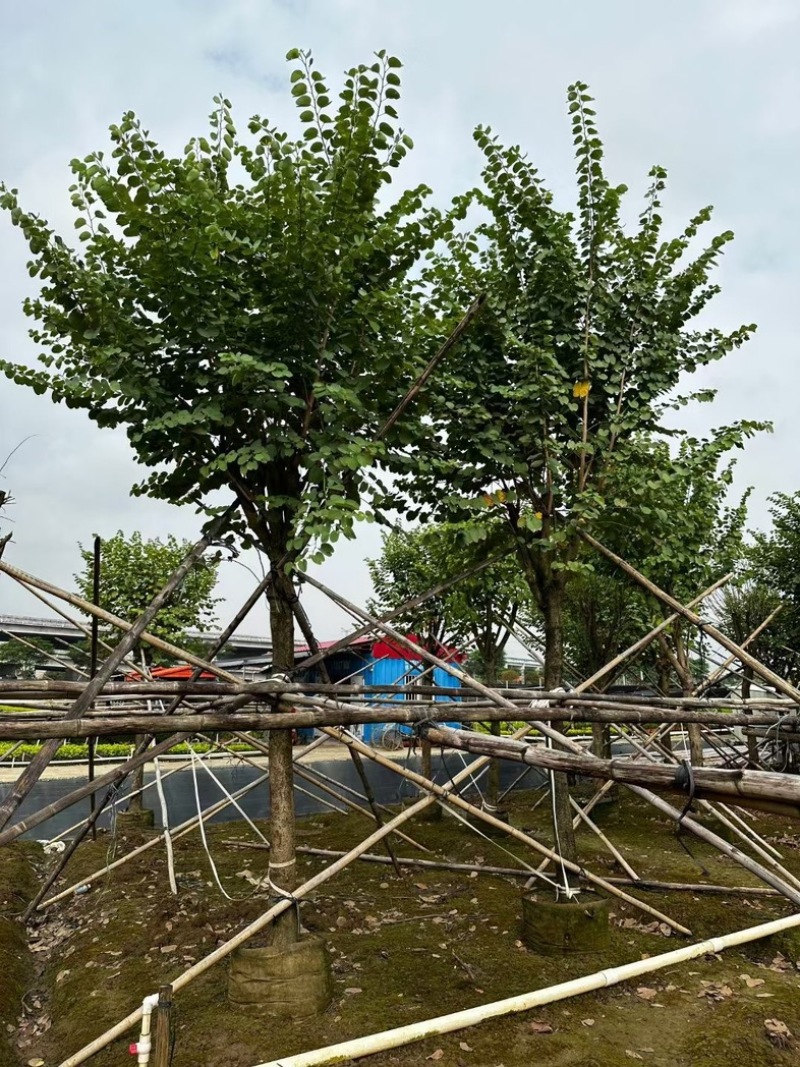宫粉紫荆18～20公分