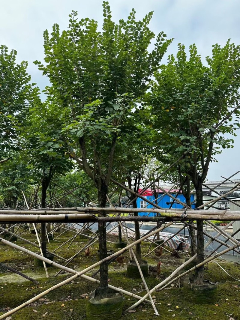 宫粉紫荆18～20公分