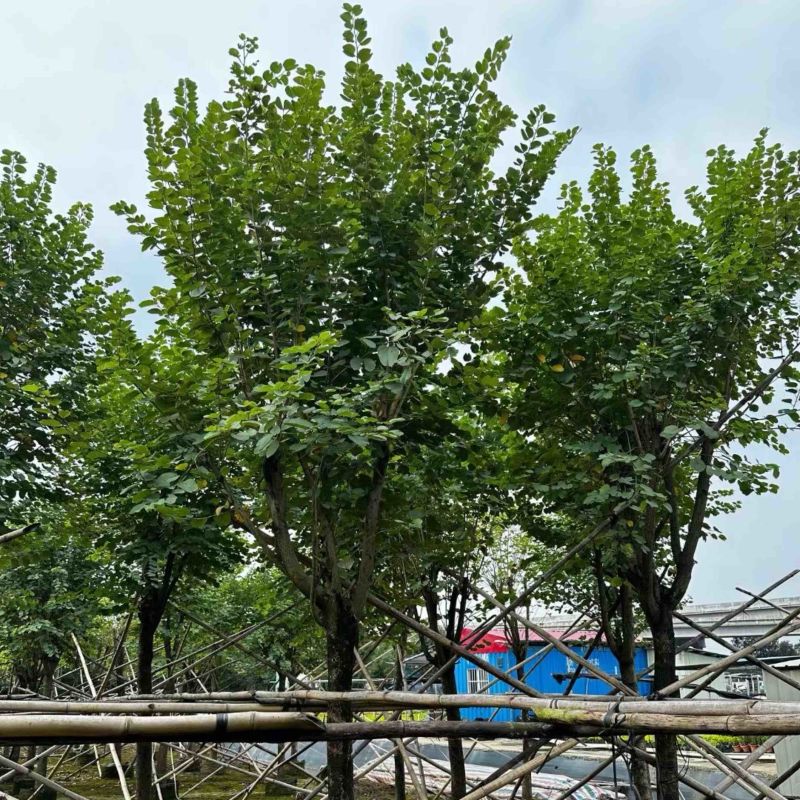 宫粉紫荆18～20公分