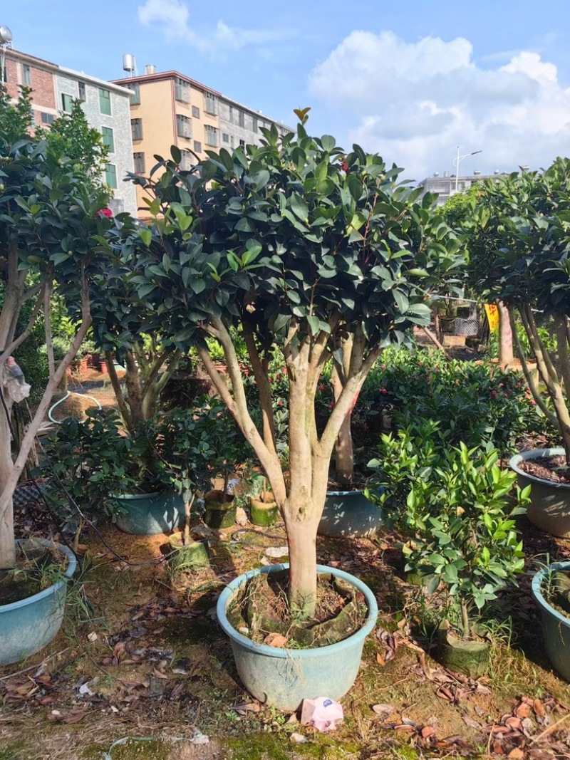 四季茶花头径18～20公分