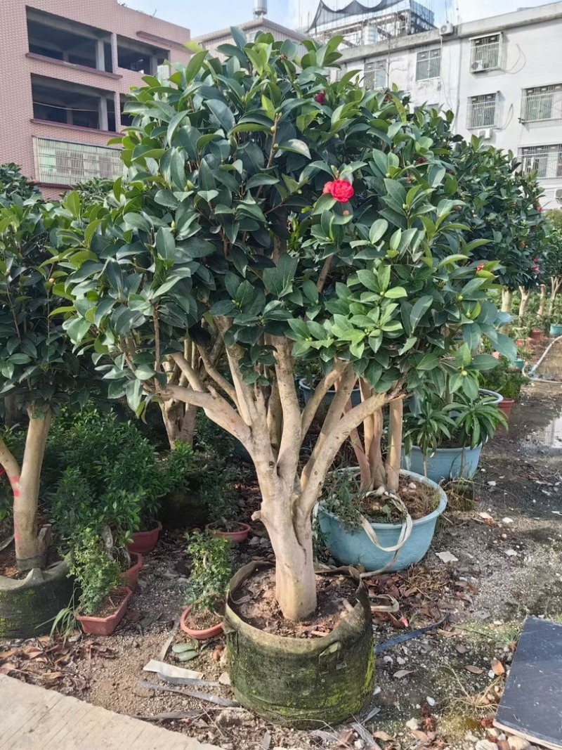 四季茶花头径18～20公分
