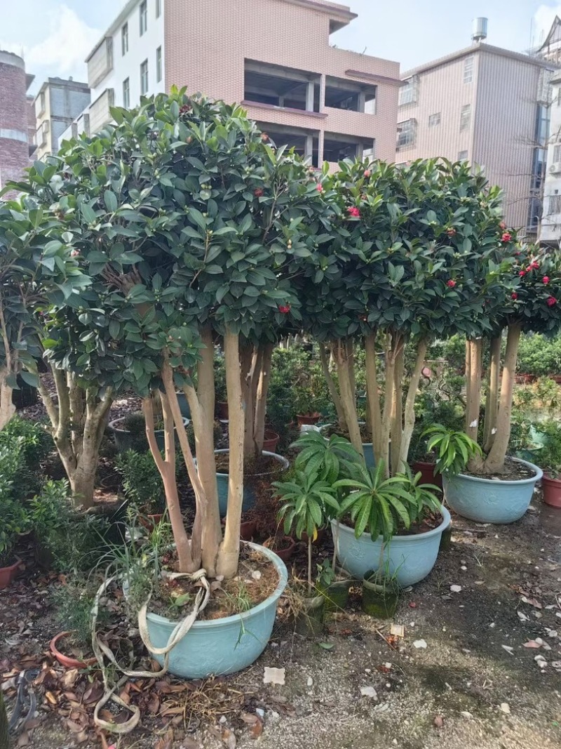 四季茶花头径18～20公分