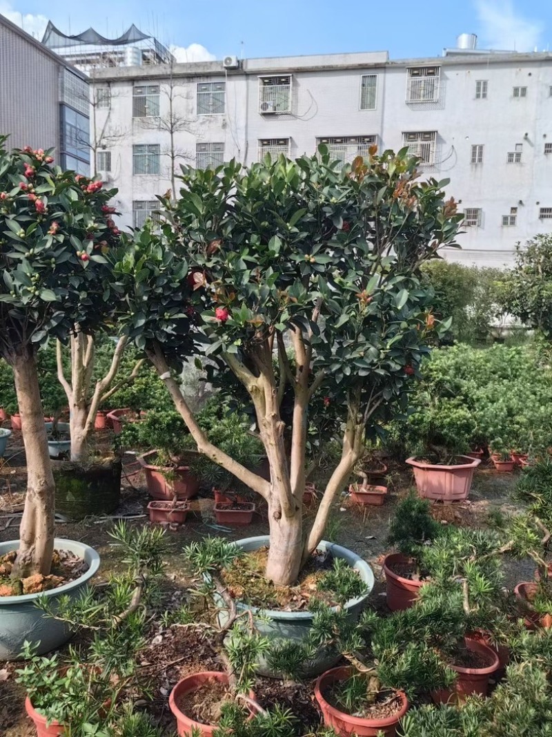 四季茶花头径18～20公分