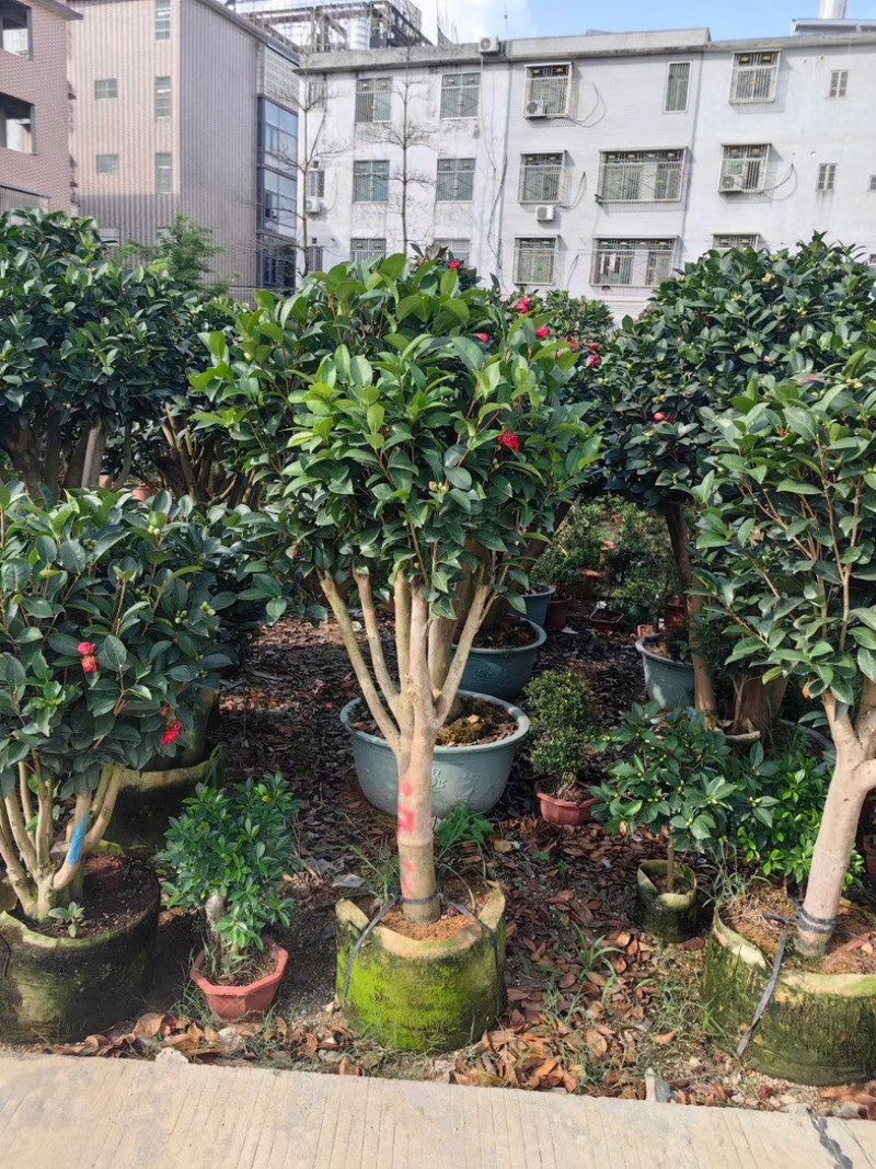 四季茶花头径18～20公分