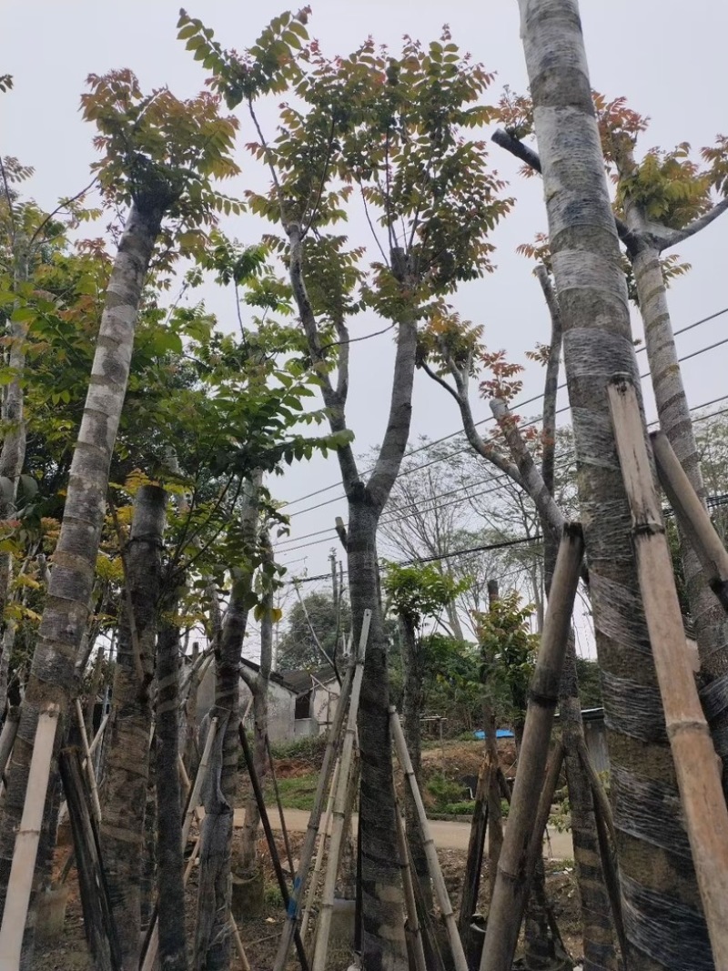 麻楝12～15公分