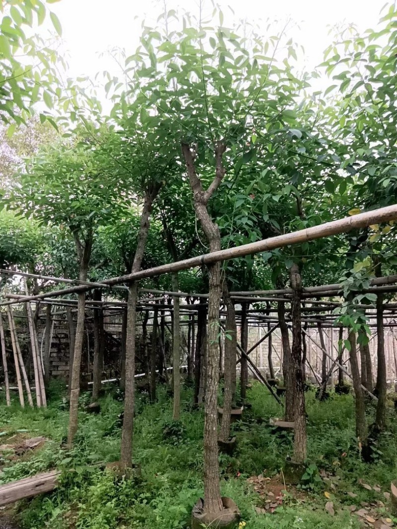 鸡冠刺桐5～10公分