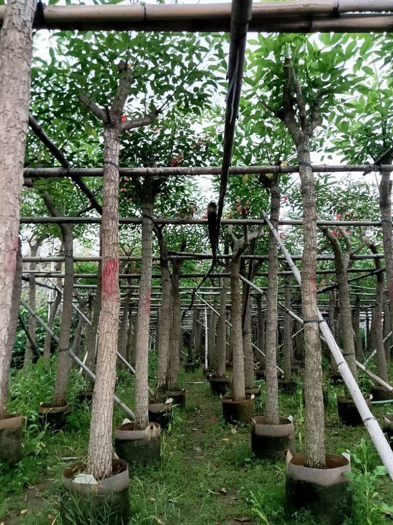 鸡冠刺桐5～10公分