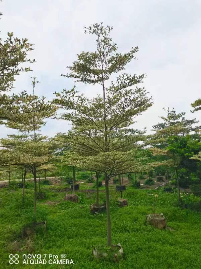 锦叶榄仁树3～10公分