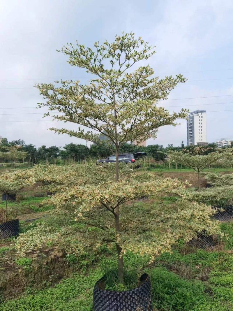 锦叶榄仁树3～10公分