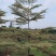 锦叶榄仁树3～10公分