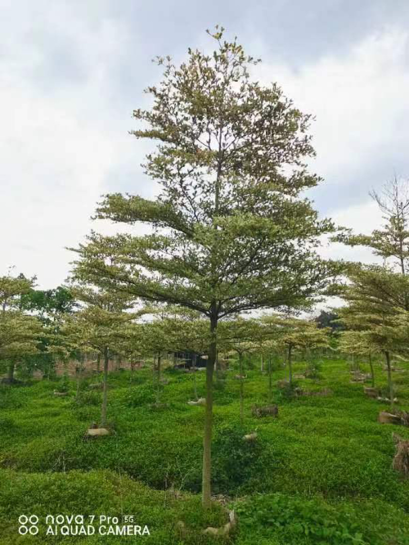 锦叶榄仁树3～10公分