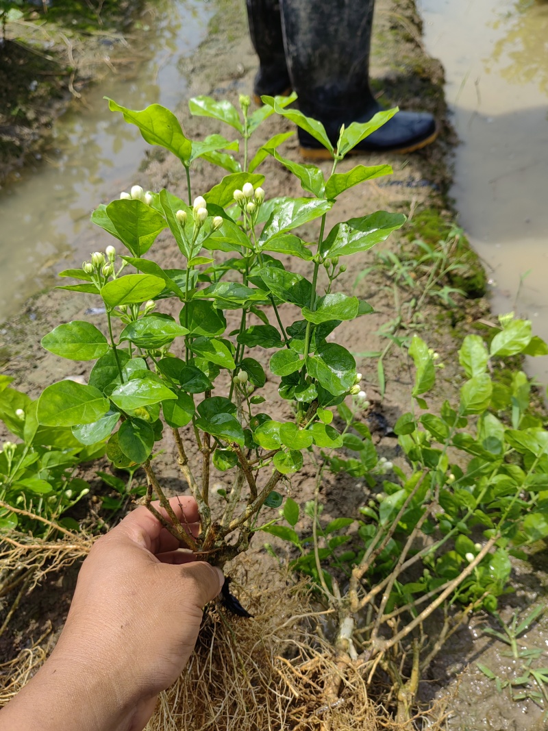 （空运包邮）重瓣白茉莉花苗广西横县基地直发保质保量