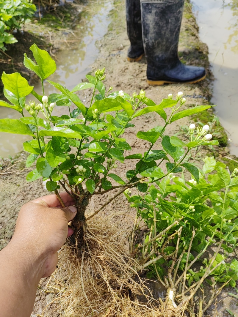 （空运包邮）重瓣白茉莉花苗广西横县基地直发保质保量