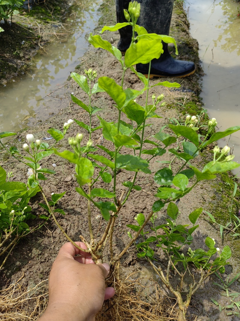 （空运包邮）重瓣白茉莉花苗广西横县基地直发保质保量