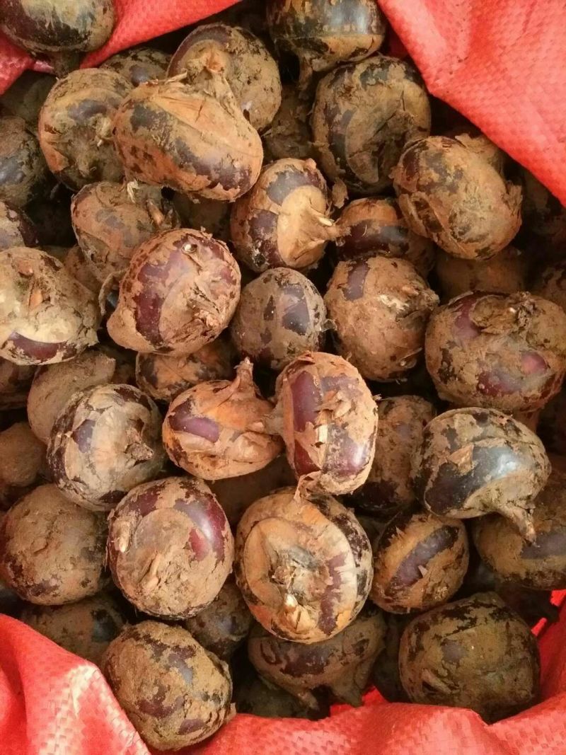 马蹄荸荠种子丰产地优质高产种苗无渣多汁种籽农家