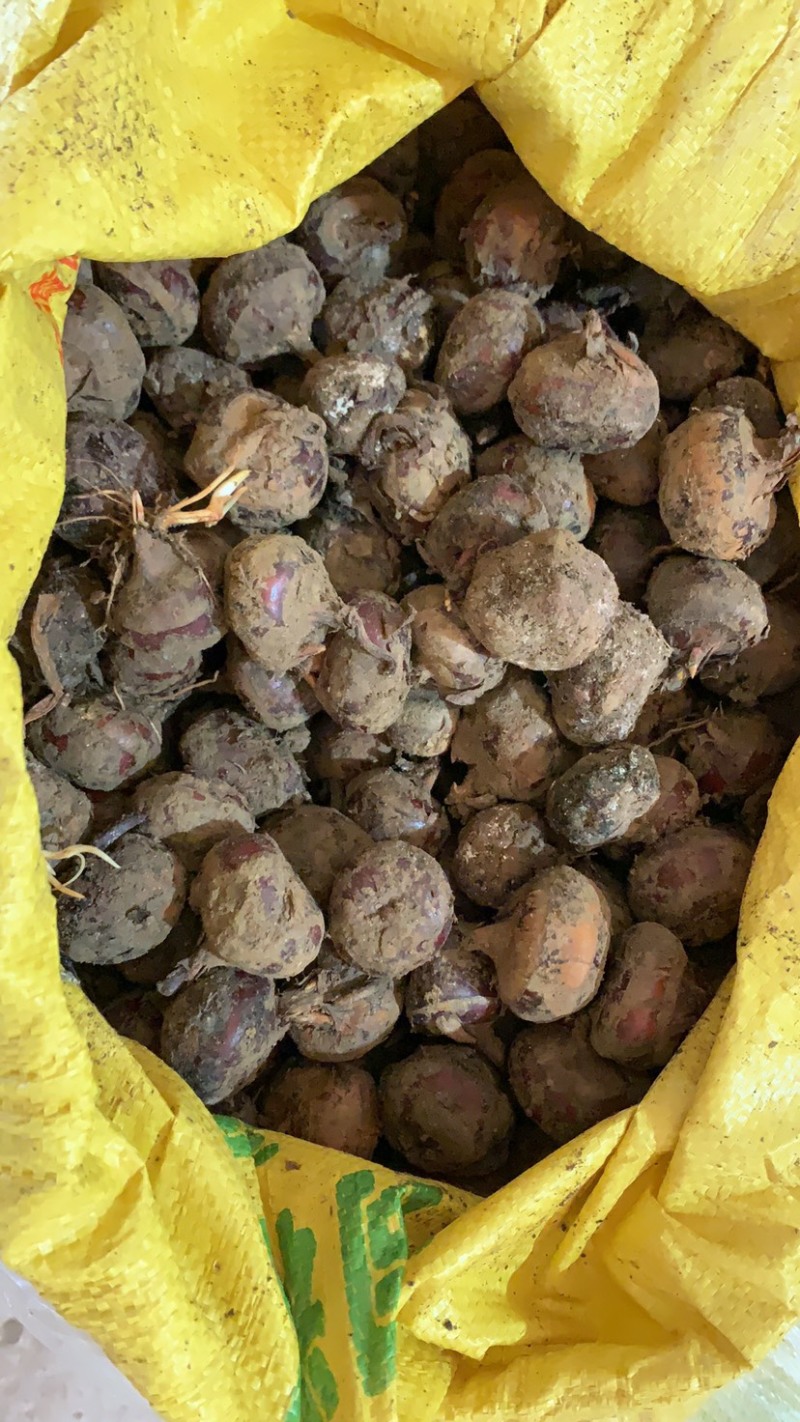 马蹄荸荠种子丰产地优质高产种苗无渣多汁种籽农家