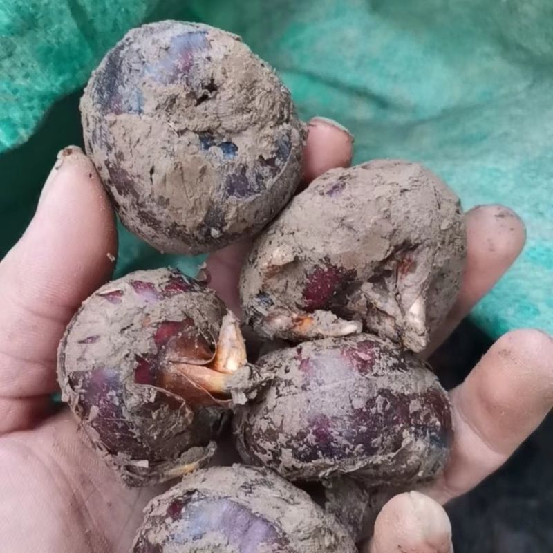 马蹄荸荠种子丰产地优质高产种苗无渣多汁种籽农家