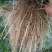 微生物菌剂枯草芽孢杆菌哈茨木霉菌液体肥生根防早衰烂根重茬
