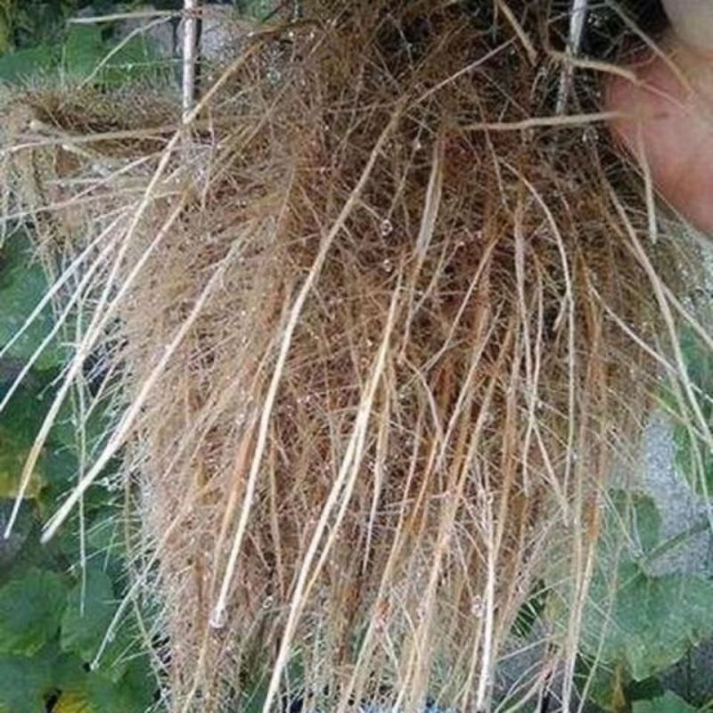 微生物菌剂枯草芽孢杆菌哈茨木霉菌液体肥生根防早衰烂根重茬