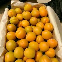河北，杏，菜籽黄杏，麦黄杏，大量上市货源充足诚信经营