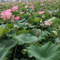 今年新出鲜荷花，粉红荷花大量供应，新鲜水果莲蓬基地直供