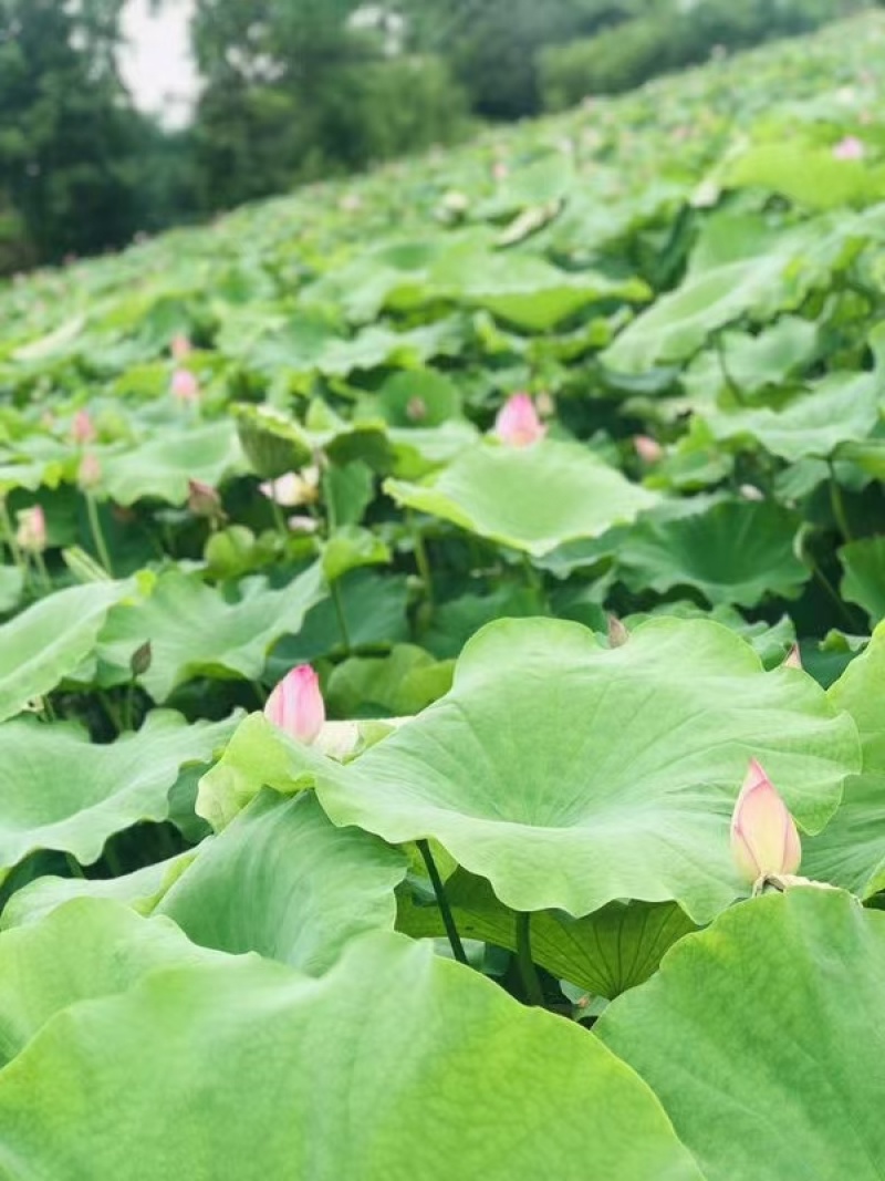 今年新出鲜荷花，粉红荷花大量供应，新鲜水果莲蓬基地直供