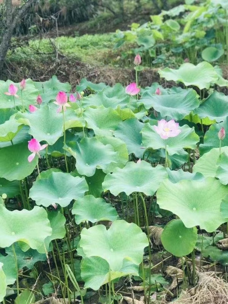 今年新出鲜荷花，粉红荷花大量供应，新鲜水果莲蓬基地直供