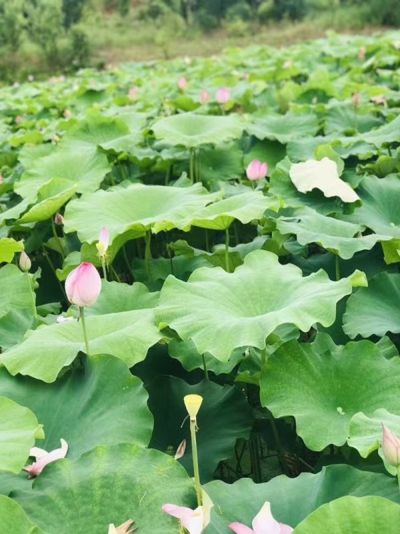 今年新出鲜荷花，粉红荷花大量供应，新鲜水果莲蓬基地直供