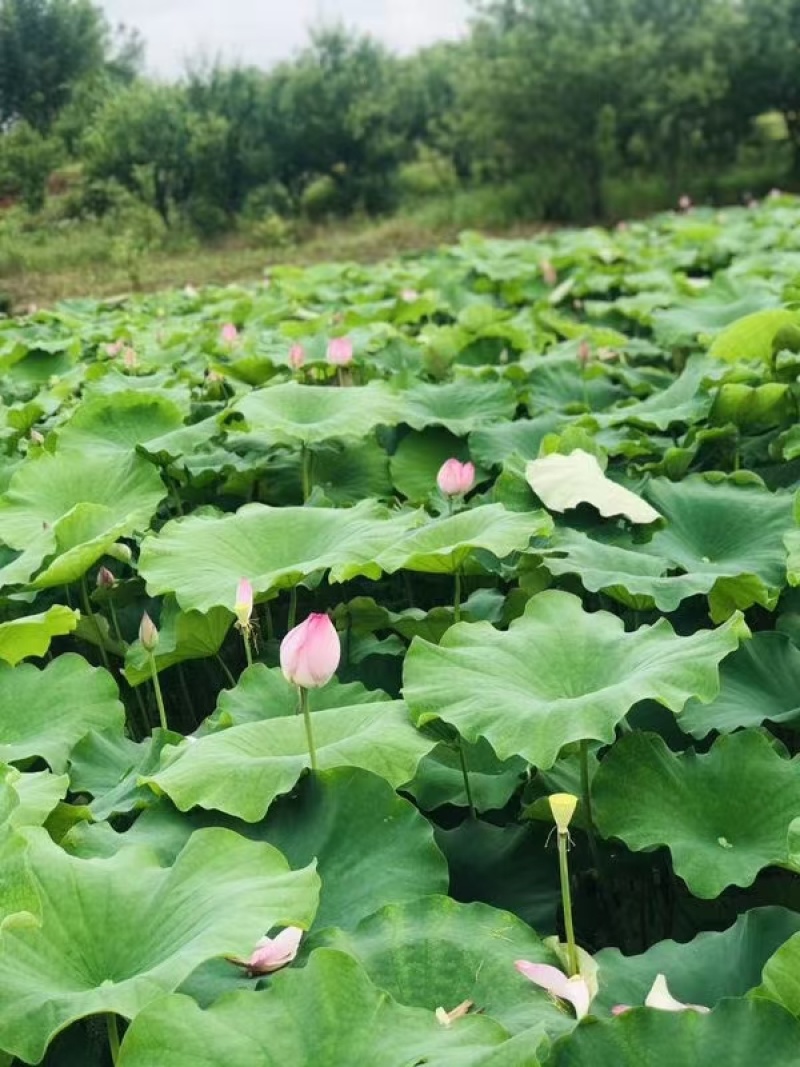 今年新出鲜荷花，粉红荷花大量供应，新鲜水果莲蓬基地直供