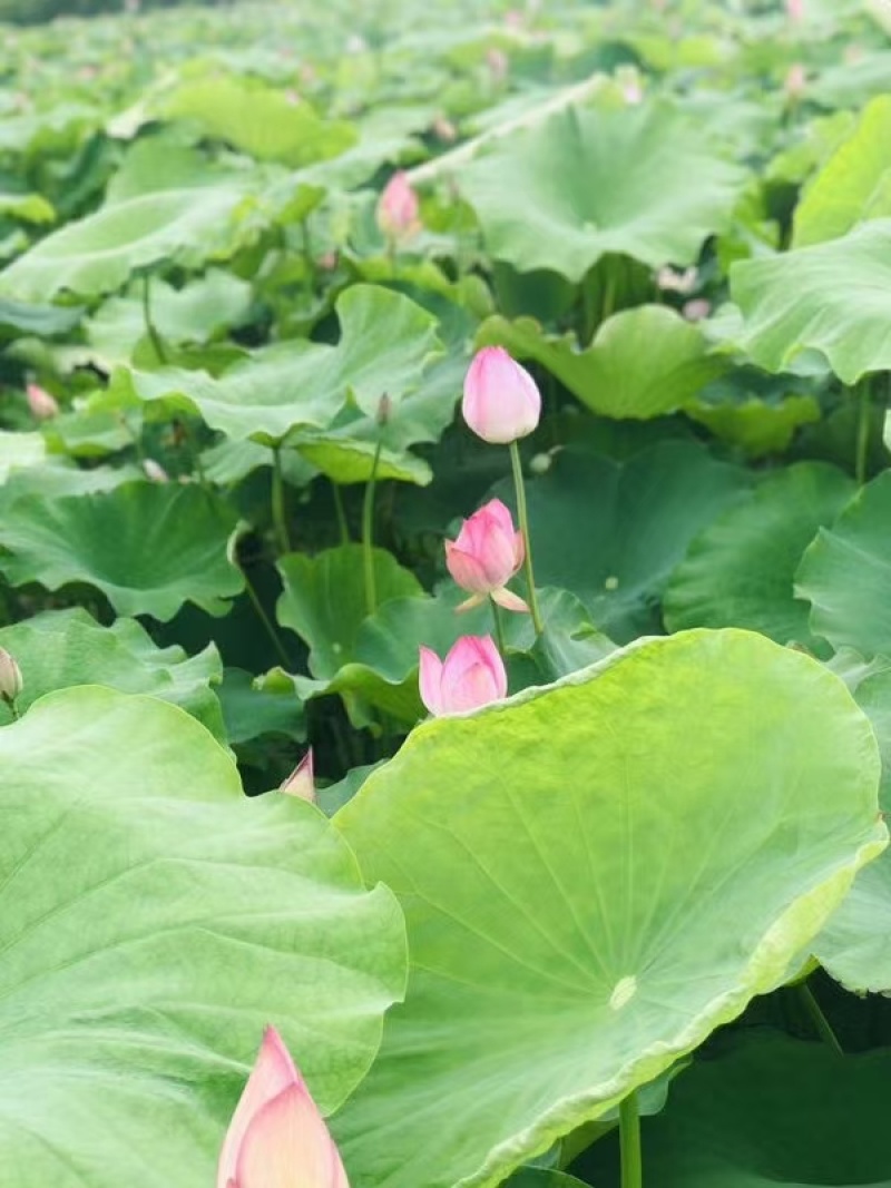 今年新出鲜荷花，粉红荷花大量供应，新鲜水果莲蓬基地直供