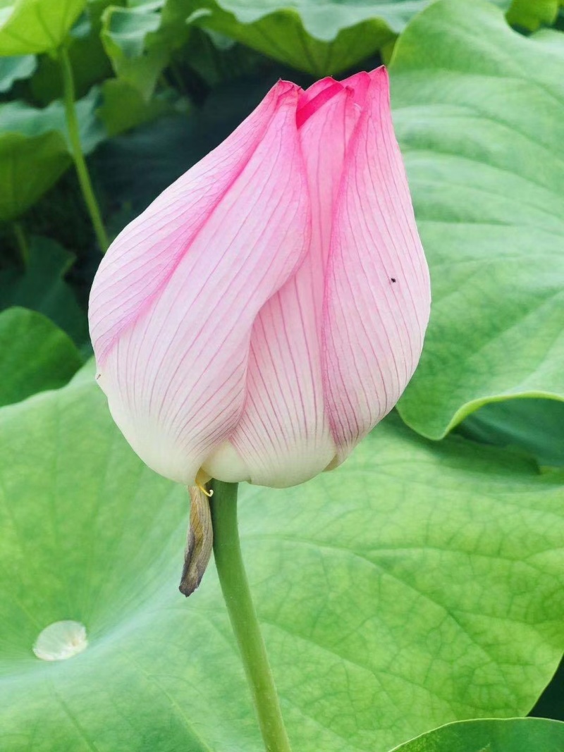 今年新出鲜荷花，粉红荷花大量供应，新鲜水果莲蓬基地直供