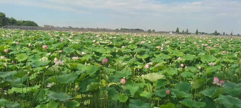 今年新出鲜荷花，粉红荷花大量供应，新鲜水果莲蓬基地直供