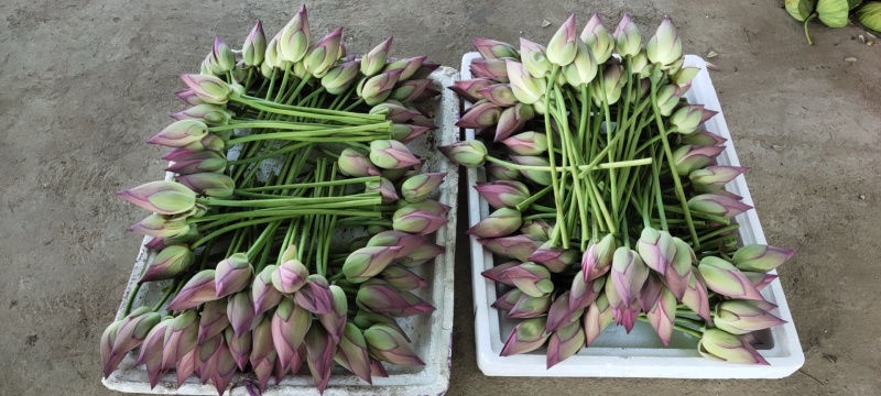 今年新出鲜荷花，粉红荷花大量供应，新鲜水果莲蓬基地直供