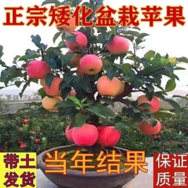 【矮化盆栽】苹果树苗带土带果红富士矮化苹果树苗南北方种植