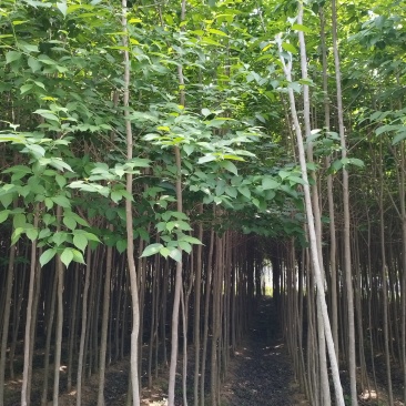 小杜仲树