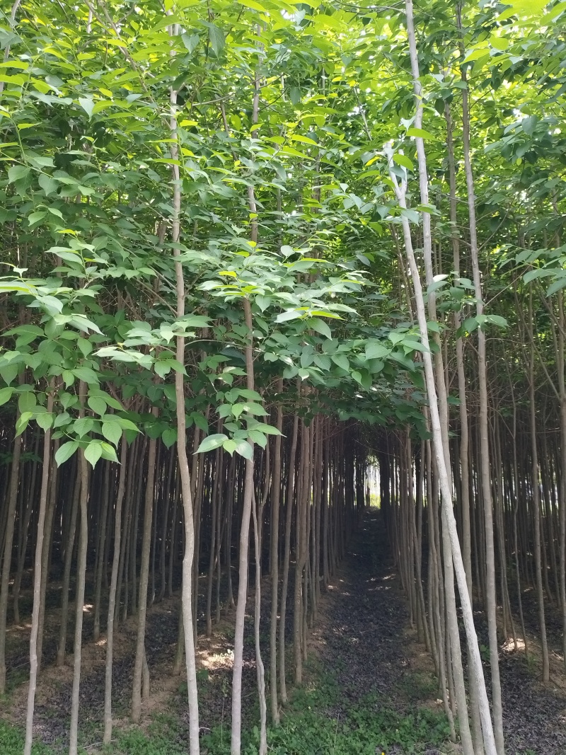 小杜仲树